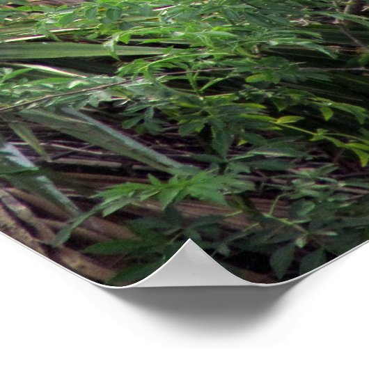 Great White Egret Mating Dance Poster (Ecke)