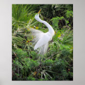 Great White Egret Mating Dance Poster (Vorne)