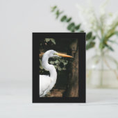 Great White Egret Postcard Postkarte (Stehend Vorderseite)