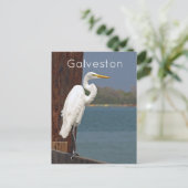 Great White Egret Postcard Postkarte (Stehend Vorderseite)