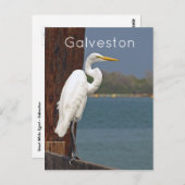 Great White Egret Postcard Postkarte (Vorne/Hinten)