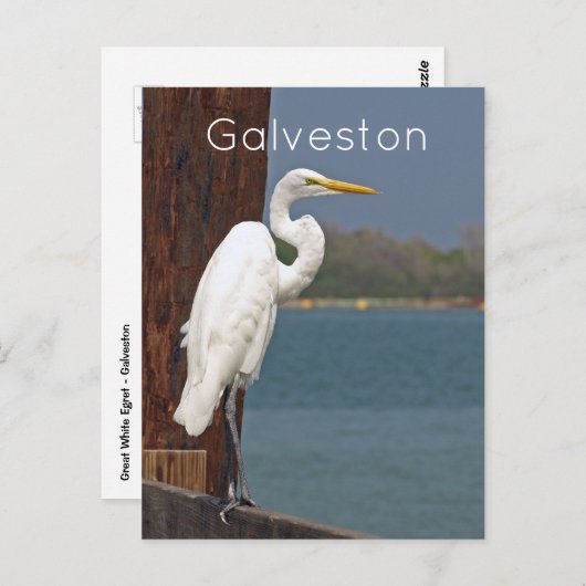 Great White Egret Postcard Postkarte (Vorne/Hinten)