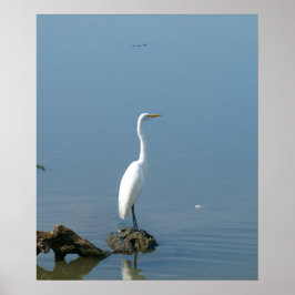 Great White Egret Poster