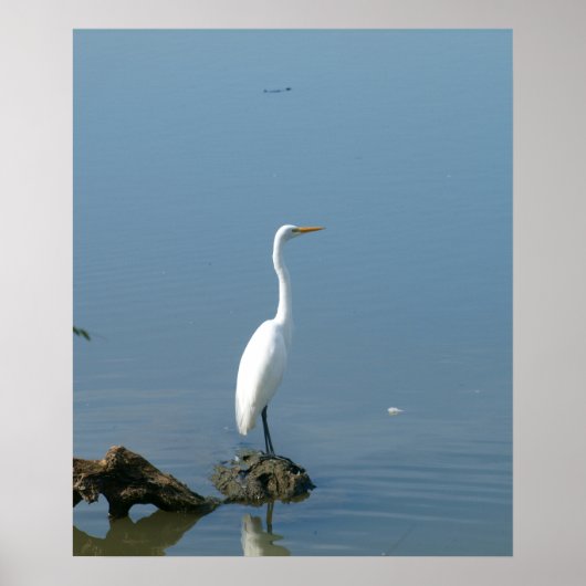 Great White Egret Poster (Vorne)