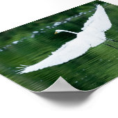 Great White Egret Poster (Ecke)