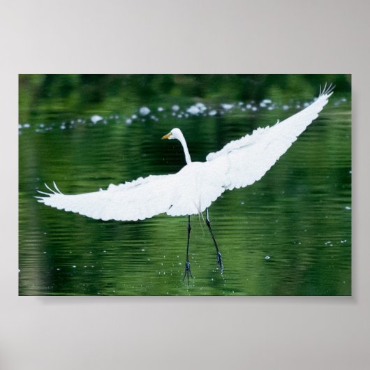 Great White Egret Poster (Vorne)