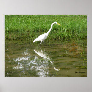 Great White Egret Poster