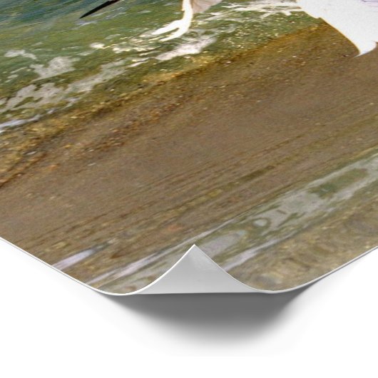 Great White Egret Poster (Ecke)