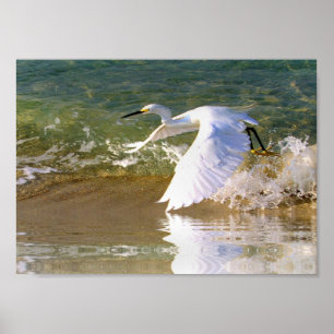 Great White Egret Poster