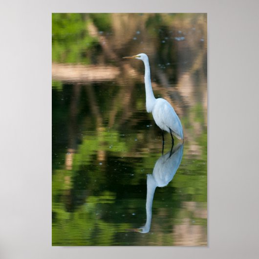 Great White Egret Poster (Vorne)