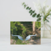 Great White Egret Postkarte (Stehend Vorderseite)