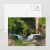 Great White Egret Postkarte (Vorne/Hinten)