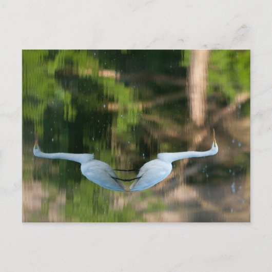 Great White Egret Postkarte (Vorderseite)