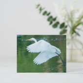 Great White Egret Postkarte (Stehend Vorderseite)