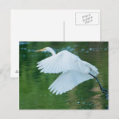 Great White Egret Postkarte (Vorne/Hinten)