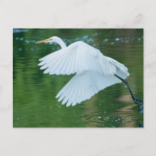 Great White Egret Postkarte