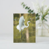 Great White Egret Postkarte (Stehend Vorderseite)