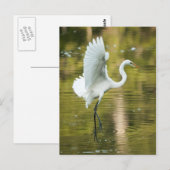 Great White Egret Postkarte (Vorne/Hinten)