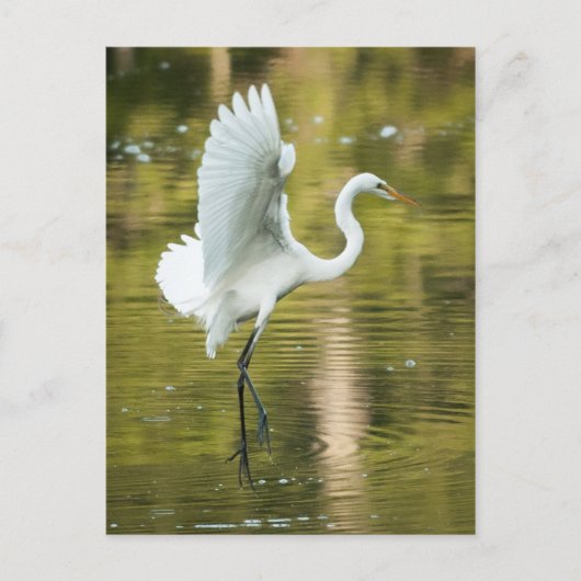 Great White Egret Postkarte (Vorderseite)