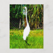 Great White Egret Postkarte (Vorderseite)