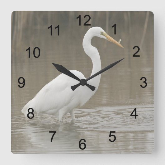 Great White Egret Quadratische Wanduhr (Vorderseite)