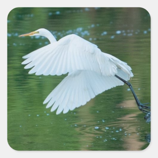 Great White Egret Quadratischer Aufkleber (Vorderseite)