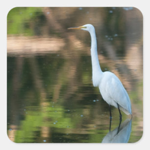 Great White Egret Quadratischer Aufkleber