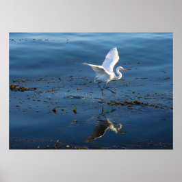 Great White Egret wandert durch Wasser Poster
