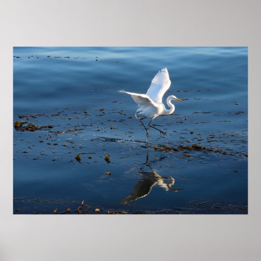 Great White Egret wandert durch Wasser Poster (Vorne)
