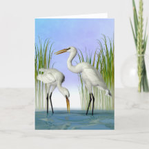 Great White Egrets