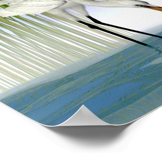 Great White Egrets Poster (Ecke)