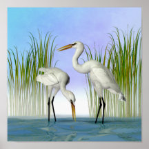Great White Egrets