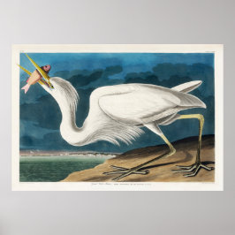 Great White Heron, 1835, The Birds of America Poster