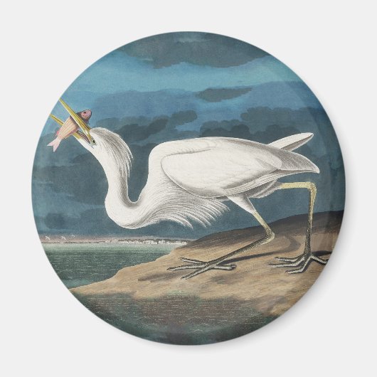 Great White Heron Audubon Bird Wildlife Painting Magnet (Vorne)