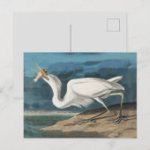 Great White Heron Audubon Bird Wildlife Painting Postkarte (Vorne/Hinten)