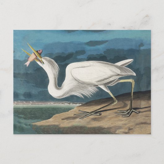 Great White Heron Audubon Bird Wildlife Painting Postkarte (Vorderseite)