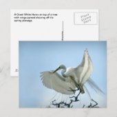 Great White Heron Fotograf Postkarte (Vorne/Hinten)
