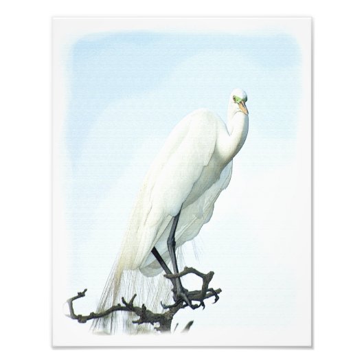 Great White Heron Portrait Fotodruck (Vorne)