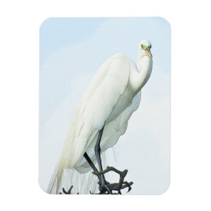 Great White Heron Portrait Magnet