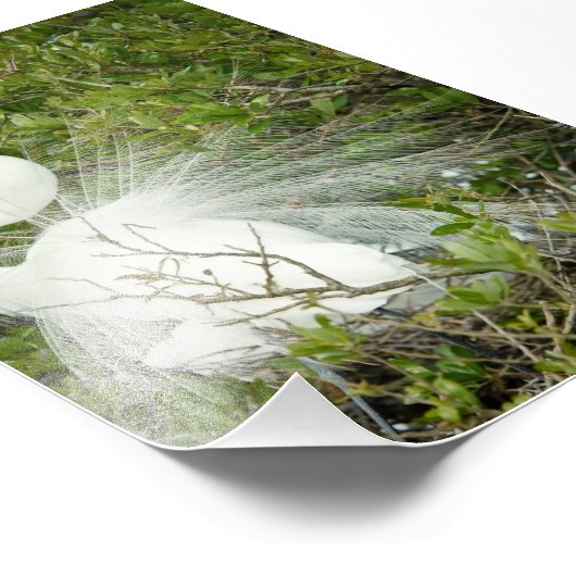 Great White Heron Pose Foto (Ecke)