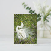Great White Heron Pose Foto Postkarte (Stehend Vorderseite)