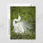 Great White Heron Pose Foto Postkarte (Vorne/Hinten)