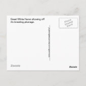 Great White Heron Pose Foto Postkarte (Rückseite)