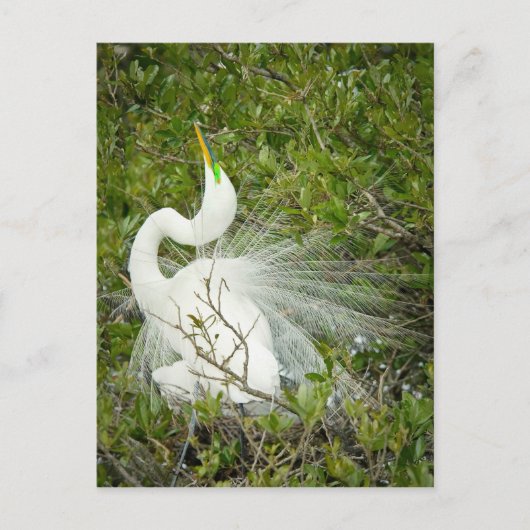 Great White Heron Pose Foto Postkarte (Vorderseite)