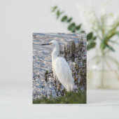 Great White Heron Postcard Postkarte (Stehend Vorderseite)