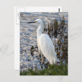 Great White Heron Postcard Postkarte (Vorne/Hinten)