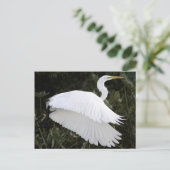 Great White Heron Postkarte (Stehend Vorderseite)