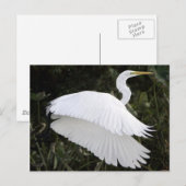 Great White Heron Postkarte (Vorne/Hinten)