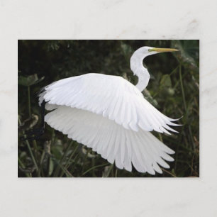 Great White Heron Postkarte