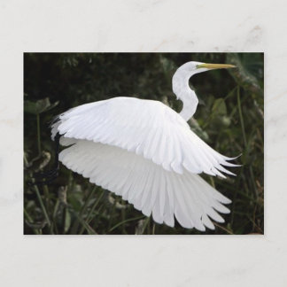 Great White Heron Postkarte
